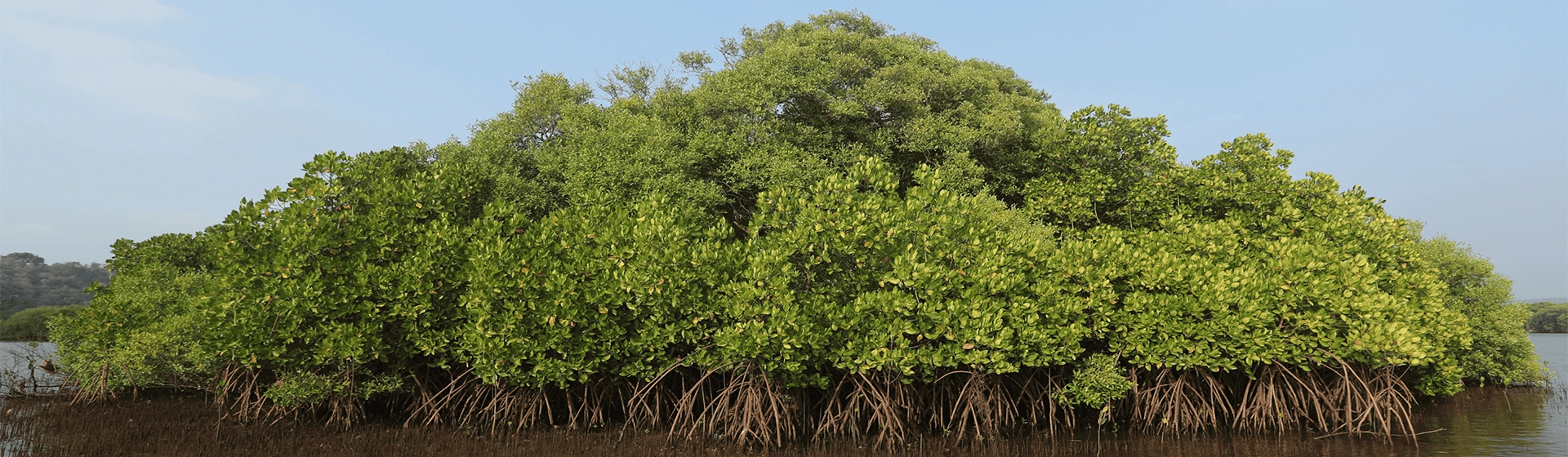Mangrove Cell’s Digital Exhibitory